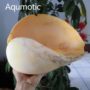 Aqumotic India Volute De Nucă De Cocos Cochilie De Melc Galben Scoica Melo Mare Nu Crustacee Rezervor Acvariu Acasă De Amenajare A Teritoriului Decor