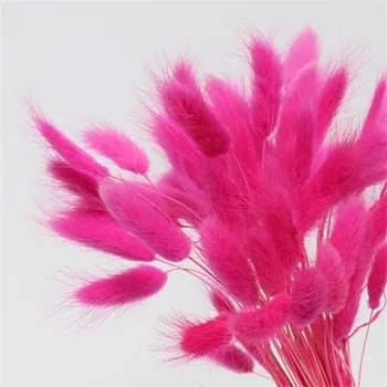 50pcs Lagurus ovatus coada de iepure iarba naturale uscate pampas flori flori de nunta buchete albe de culoare roz pentru decor acasă