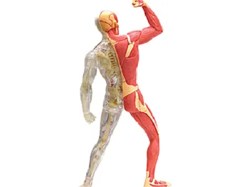 4d Umană Anatomie Musculare Model Schelet Medicale Ajutor în Predare Asamblarea puzzle Jucărie de Laborator Echipamente Educație